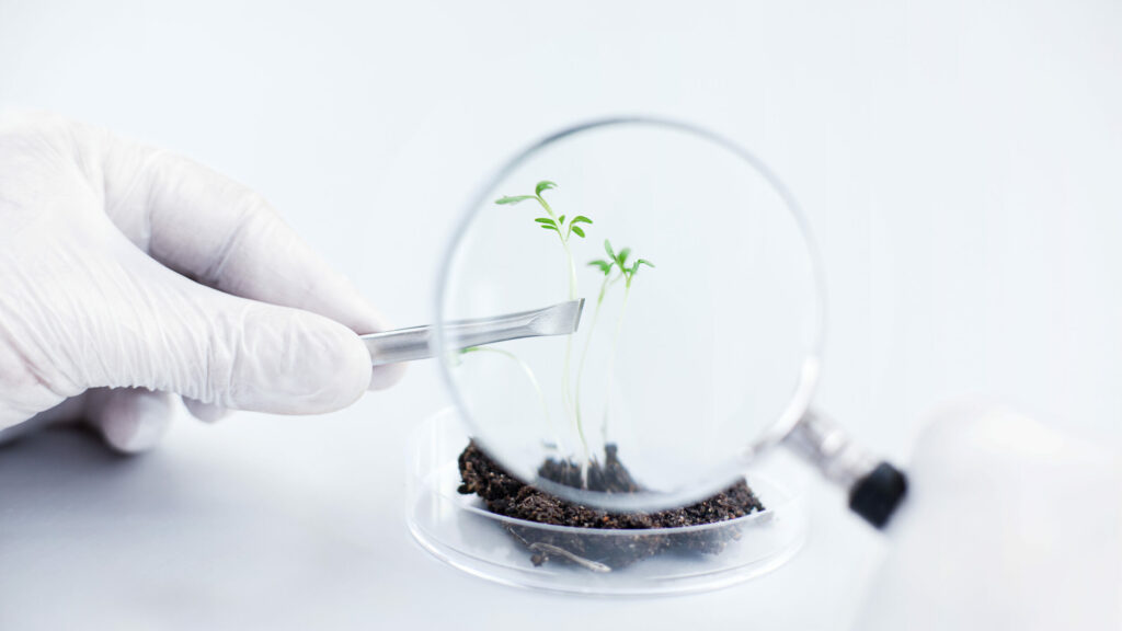Forskare undersöker planta i petriskål